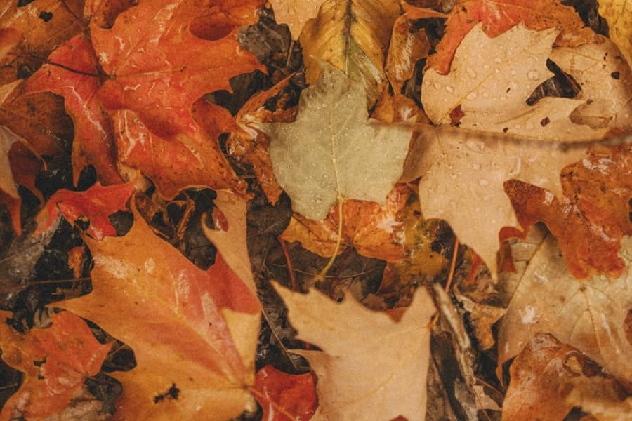 Fall linesheet cover