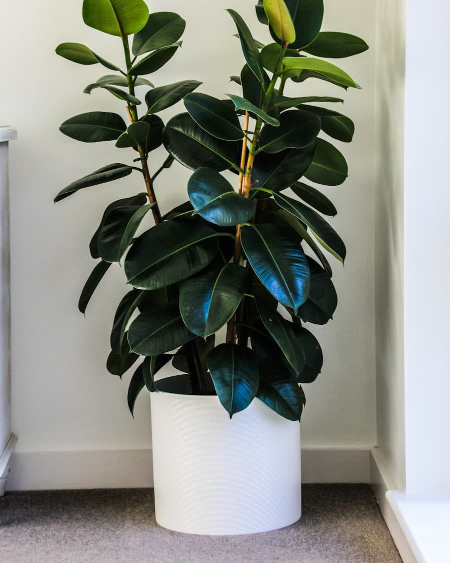 Bushes collection
