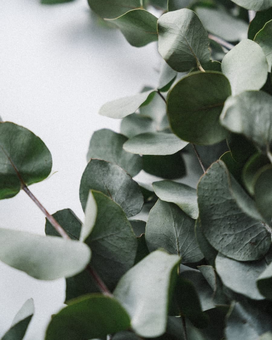 Greenery & Foliage collection