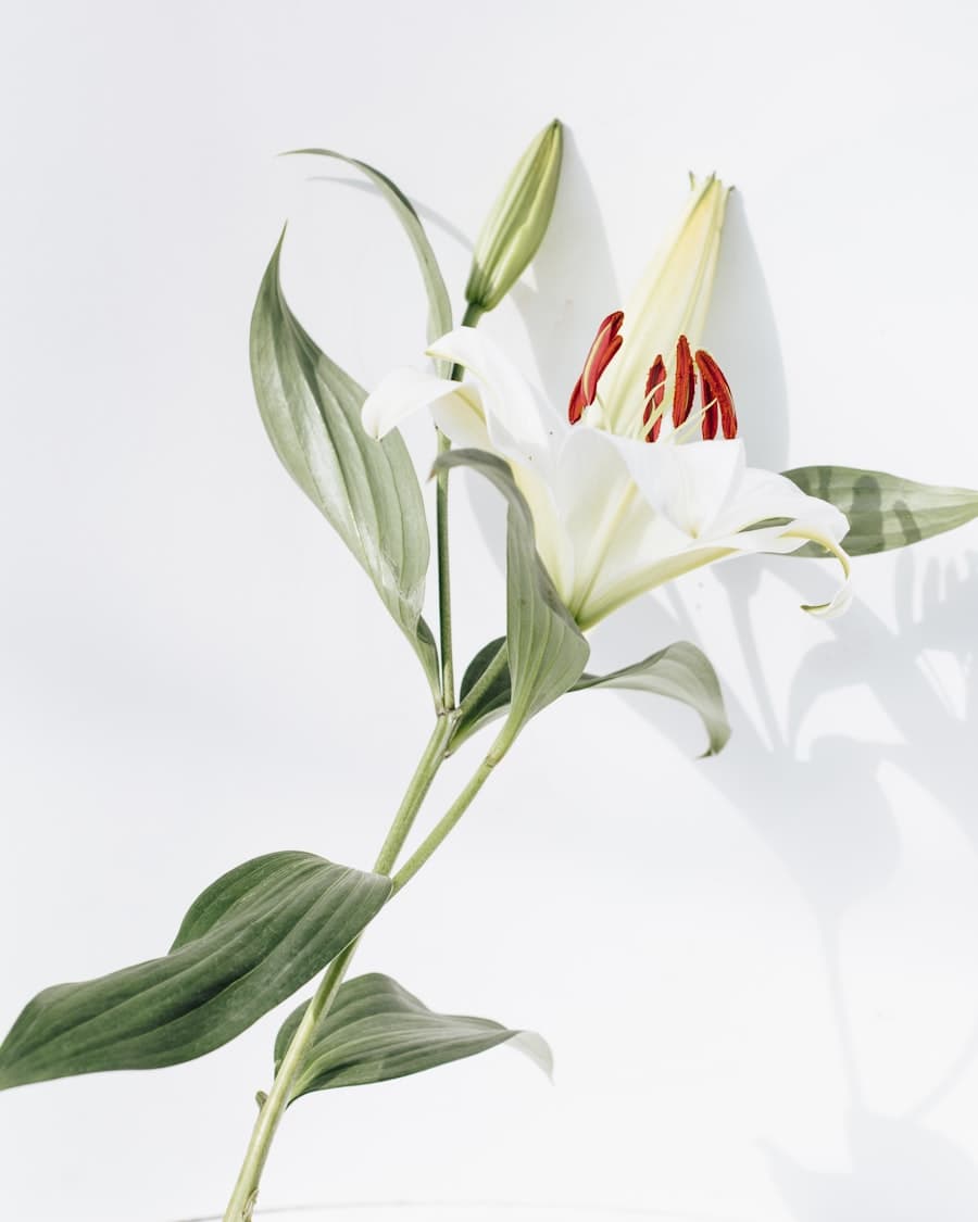 Stems & Sprays collection