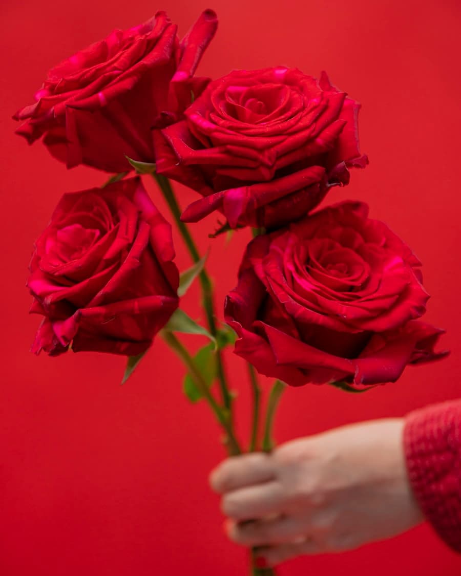 Valentine's collection