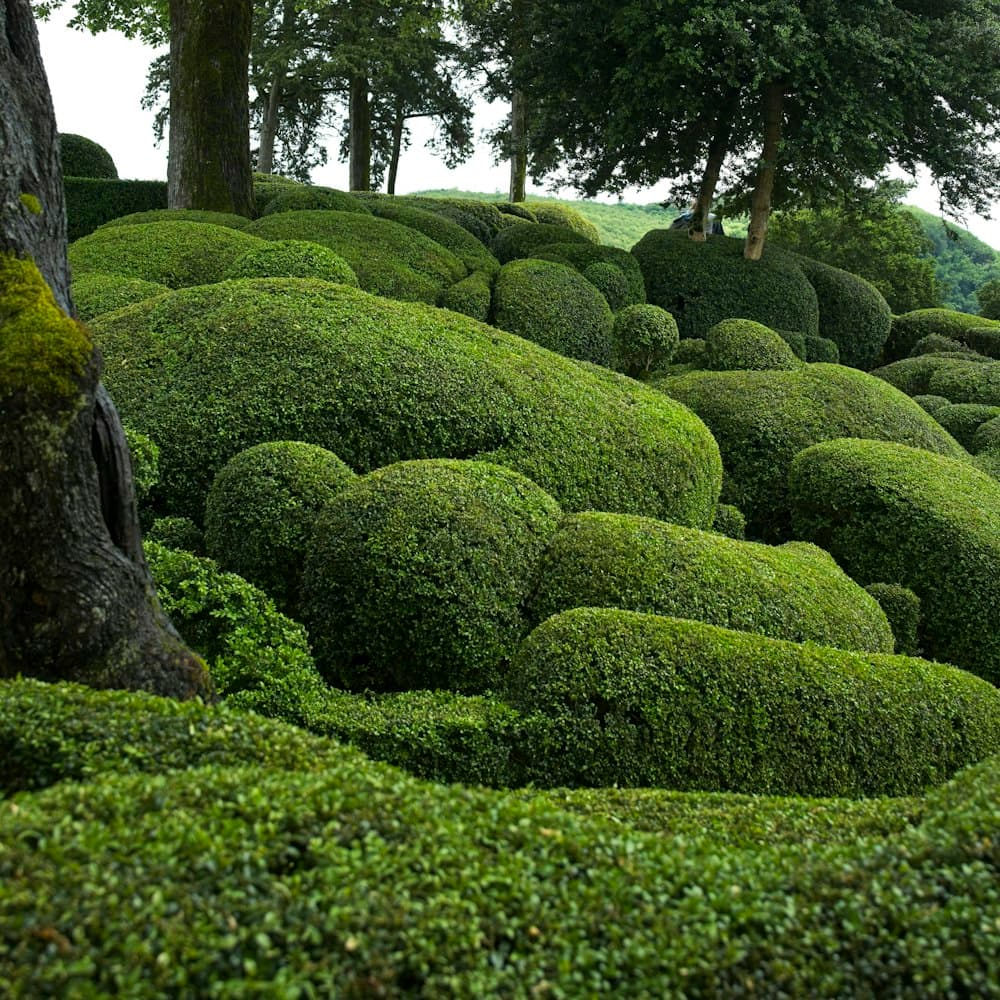 Boxwood Topiary Ball — 18" uv-treated pe boxwood