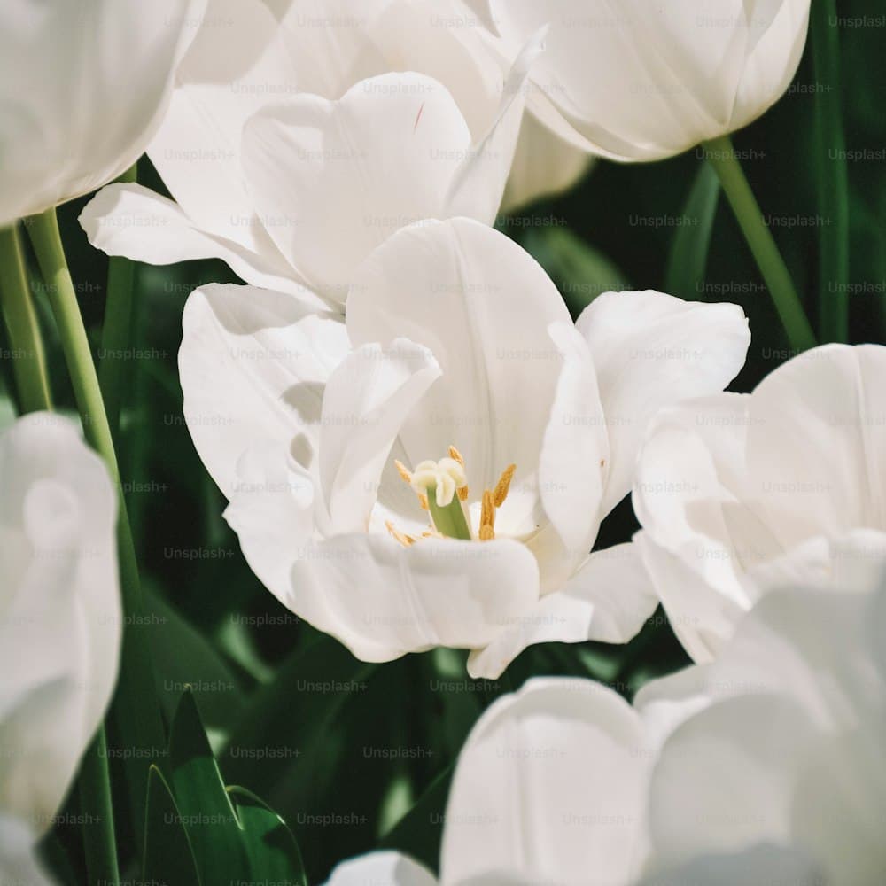 Dutch Tulip Bundle — 19" real-touch latex