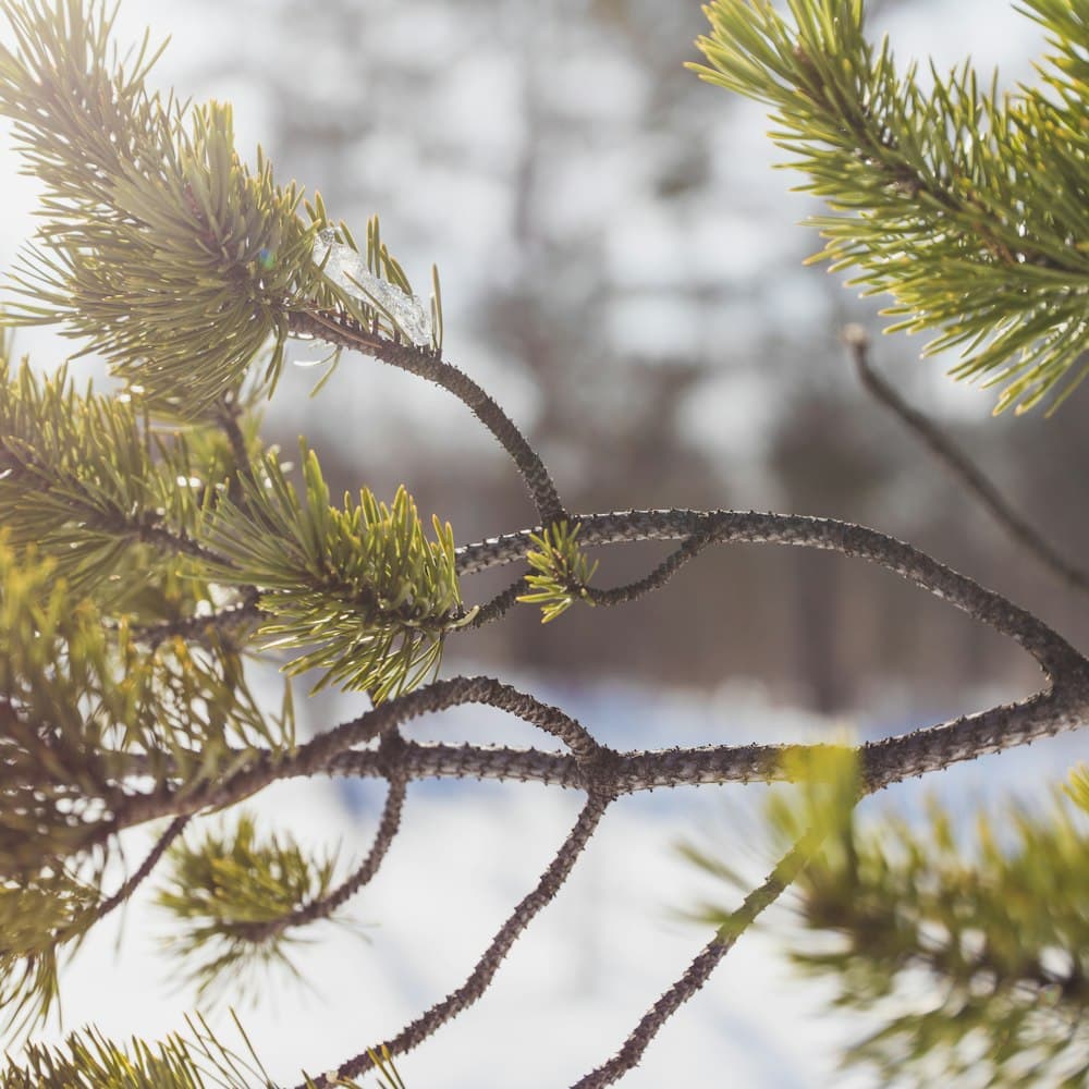 Flocked Pine Garland 9ft — 108" flocked pe tip