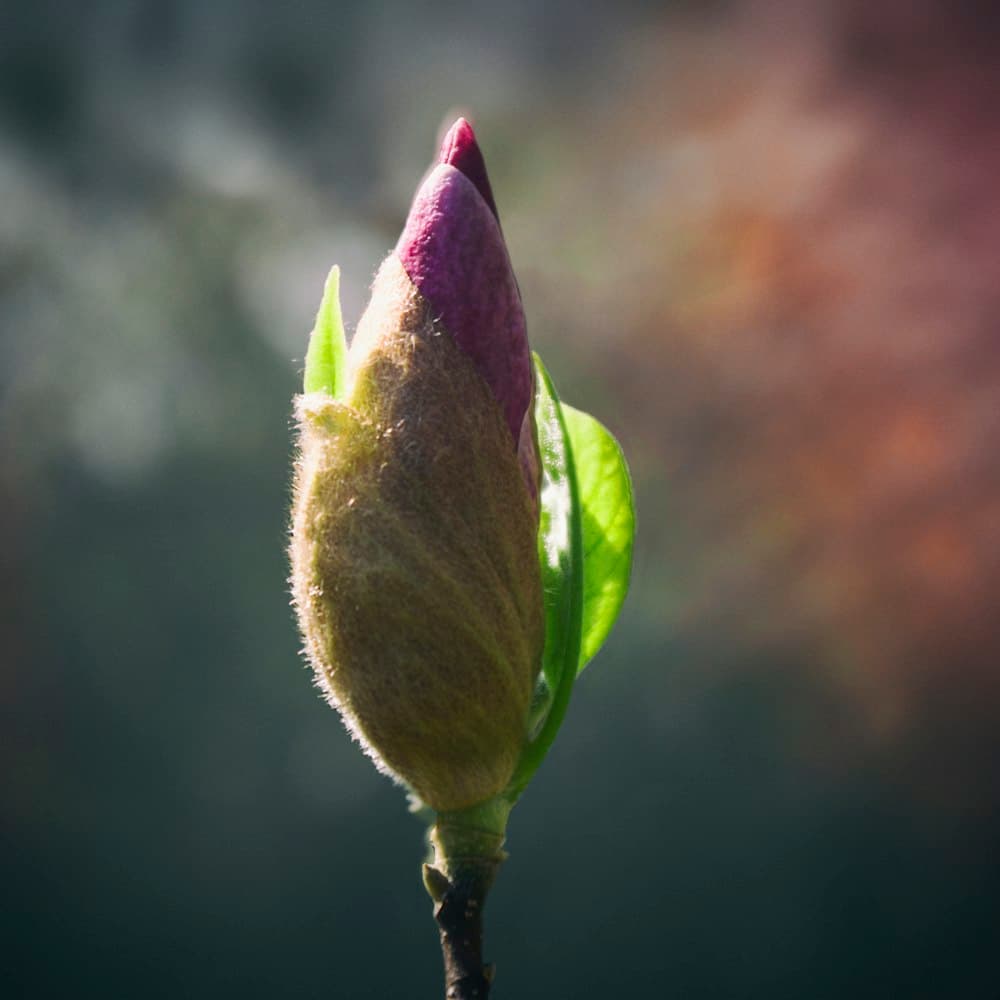 Magnolia Leaf Stem — 32" latex-coated leaf