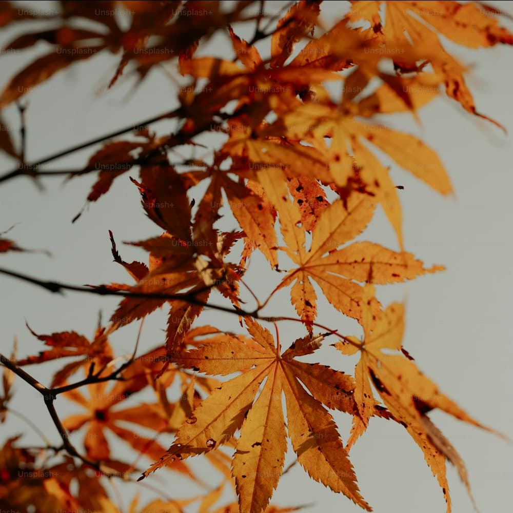 Maple & Wheat Spray — 30" printed poly leaf, dried wheat