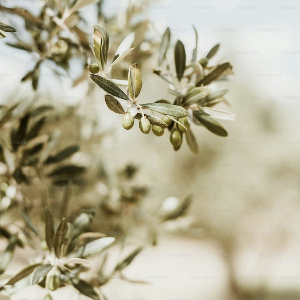 Olive Branch Stem — 38" latex leaf, fruited