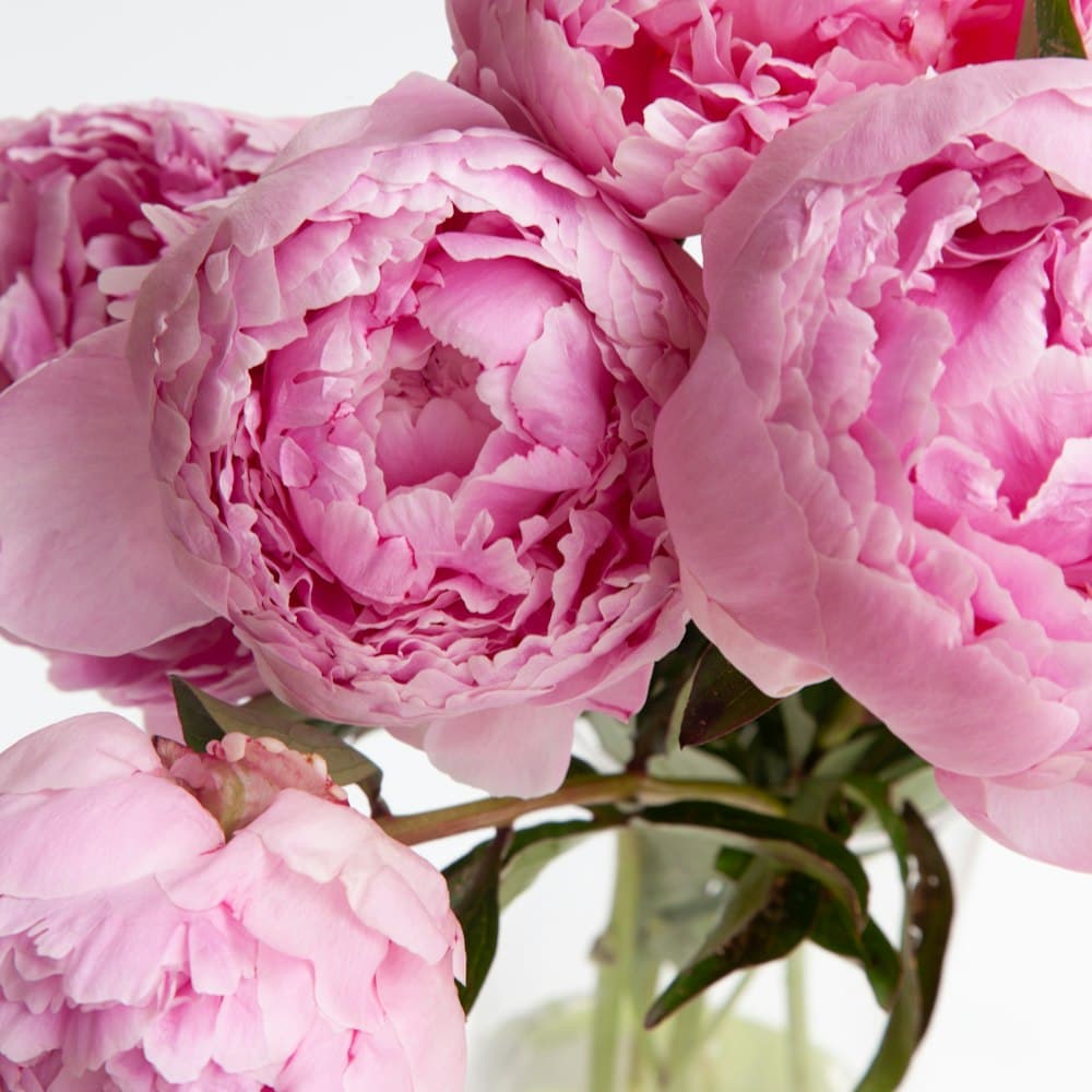 Peony Arrangement in Urn — 23" real-touch peony, resin urn