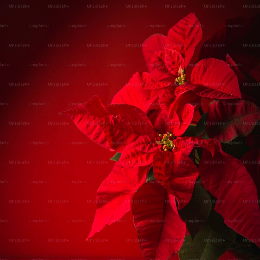 Velvet Poinsettia Spray — 26" velvet, wire-edge petal