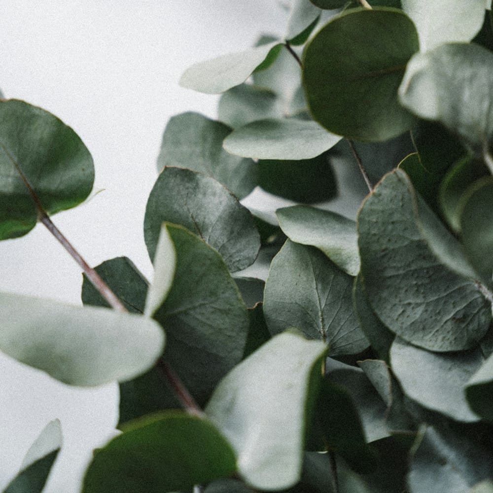 Eucalyptus Bush — 24" powder-coated pe leaf