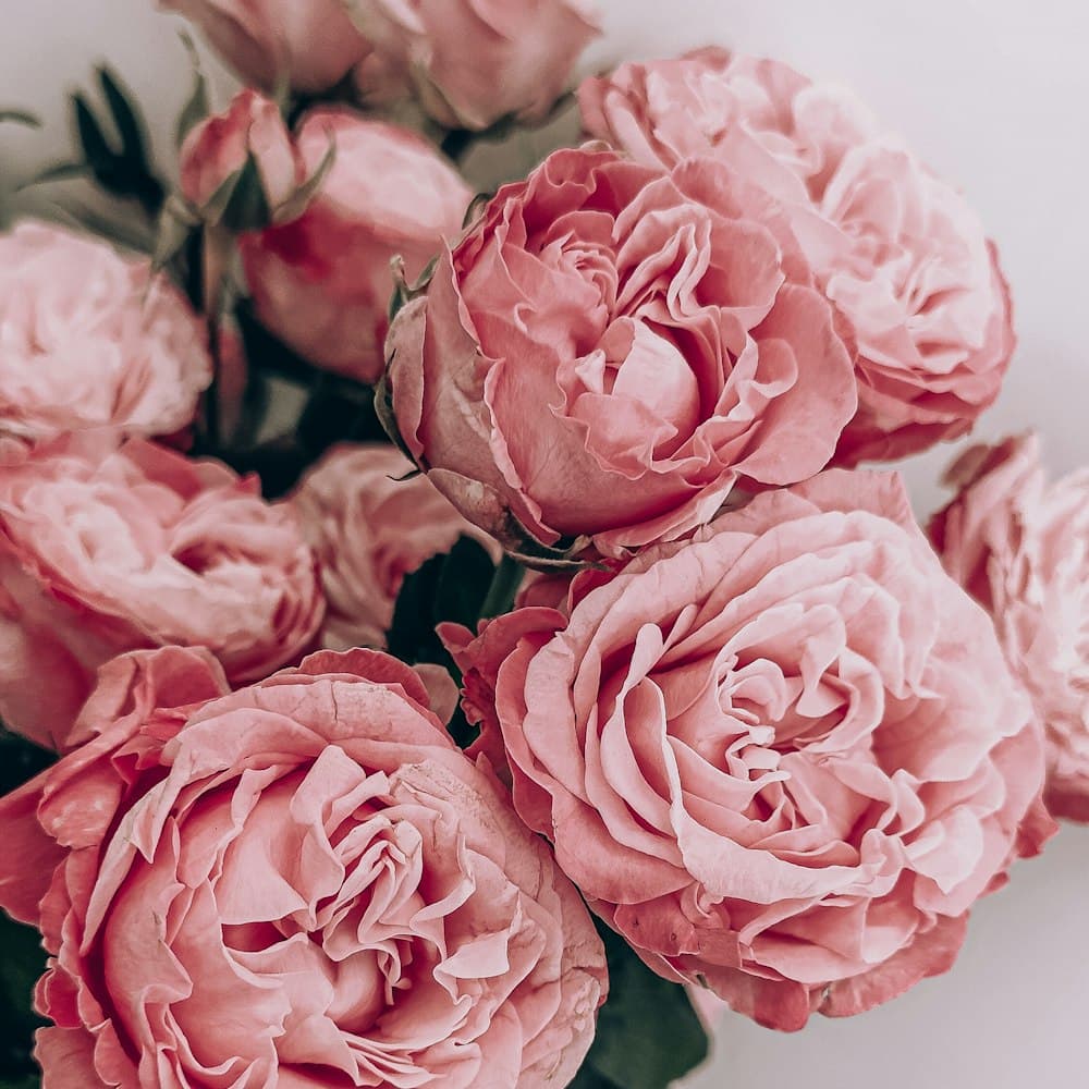 Garden Rose Bush — 21" real-touch latex bloom