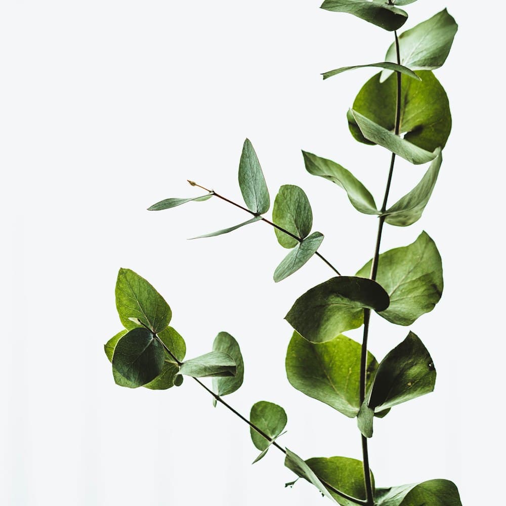 Magnolia Leaf Stem — 32" latex-coated leaf