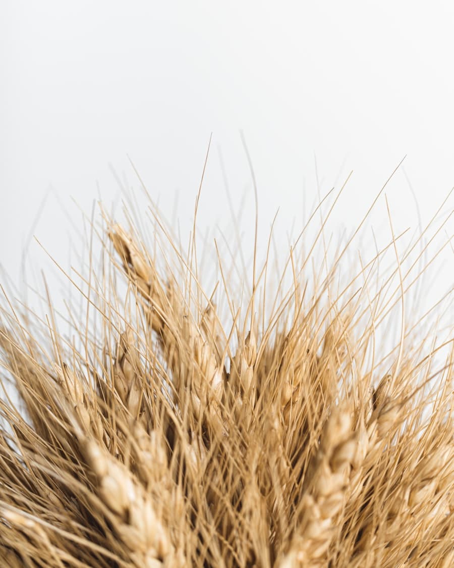 Fall & Harvest collection